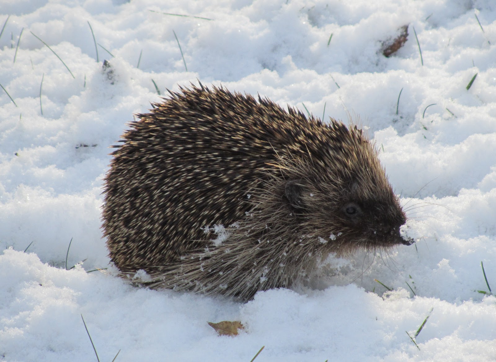 Igel in der kalten Jahreszeit